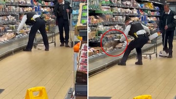 Wild encounter in the Windy City: coyote spotted at Aldi’s in Chicago’s Humboldt Park!