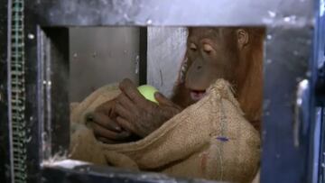Tailandia devuelve dos orangutanes a Indonesia