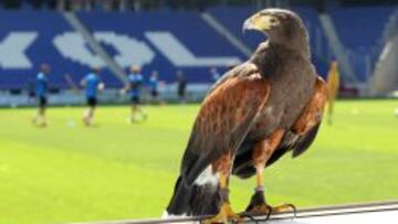 El administrador debe aprobar dos fichajes más: dos halcones