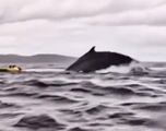 Una ballena jorobada traga y escupe a un kayakista