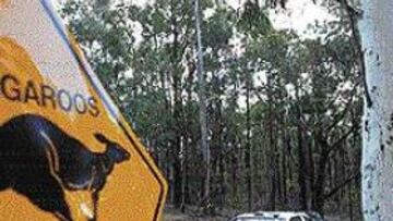 <b>BUEN COMIENZO.</B> Sainz arrancó con ganas en Australia. En la foto, durante los reconocimientos.