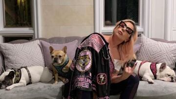 Roban a tiros dos perros de Lady Gaga: ofrece 500.000 dólares como recompensa