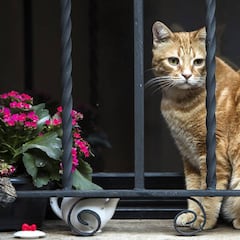 Detectado el primer gato con coronavirus en España