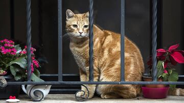 Imagen de un gato observando a través de las rejas de una ventana.