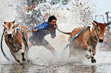 Un jinete compite en Pacu Jawi, una tradicional carrera de toros celebrada en arrozales cosechados  en la regencia de Tanah Datar, provincia de Sumatra Occidental (Indonesia). Los espectadores califican a los toros por su rendimiento (principalmente por su velocidad y su capacidad de correr en línea recta), lo que determina el precio de venta de los animales.
