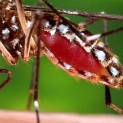 Liberan a los primeros mosquitos modificados genéticamente en Estados Unidos