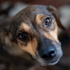 La enfermedad del ‘gusano del corazón’ en los perros que se extiende en España