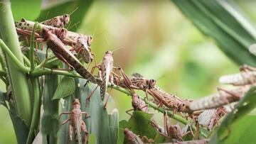 Doble amenaza para ?frica: al coronavirus se une una plaga de langostas "sin precedentes"
