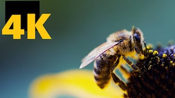 Nace la UHD Spain para impulsar los contenidos en 4K, 8K y HD en España