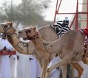 Carrera de camellos teledirigidos