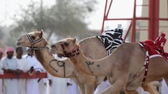 Carrera de camellos teledirigidos