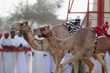 Se celebró en Dubai la Al Marmoom Heritage Festival, un acontecimiento que promueve el deporte tradicional de la carrera de camellos en la región. Los participantes lo hacen a través de un jinete robótico con control remoto. 