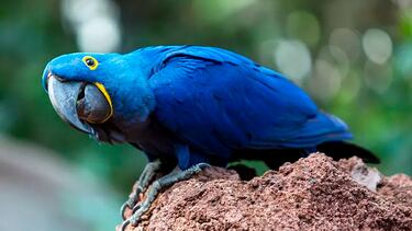 Escapadas a parques de atracciones y zoológicos con hasta un 40% de descuento