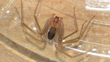 La peligrosa picadura de la araña violinista: en qué zonas de España está