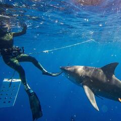 How common are fatal shark attacks?