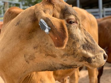 Wearable para vacas: los granjeros australianos recurren a la tecnología