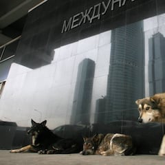 Indignación en Rusia por la matanza de animales