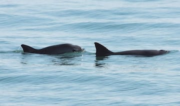 Apenas quedan 10 ejemplares de vaquitas marinas en el Golfo de California.