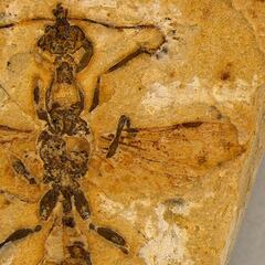 Los investigadores estudian una de las mayores colecciones de fósiles y tropiezan con el ejemplar más antiguo del mundo: la hormiga del infierno