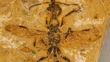 Researchers study one of the world’s largest fossil collections and stumble upon the world’s oldest specimen: the hell ant