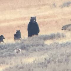 Unos excursionistas graban el acecho de una manada de lobos a un oso grizzly