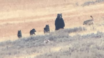 Un oso grizzly de pie, a dos patas, contra una manada de 5 lobos en Yellowstone (Wyoming, Estados Unidos), en octubre del 2020. 