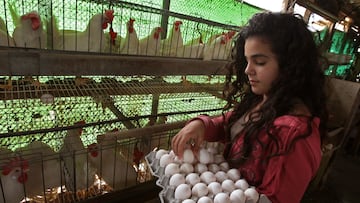 RAMOT HASHEVIM, ISRAEL - MARCH 14: Lior Aronheim, age 13, collects freshly-laid eggs at her family's egg farm on March 14, 2008 in the farming community of Ramot Hashevim, central Israel. World food prices are soaring in the face of what some analysts are describing as a perfect storm of circumstances; increasing demand from developing economies in Asia, rising fuel prices, severe weather impacting recent harvests and an economic shift to biofuel production. All this leaves the consumer paying more for basic staples such as bread and milk and is likely to have its hardest impact on poorer nations. (Photo by David Silverman/Getty Images)