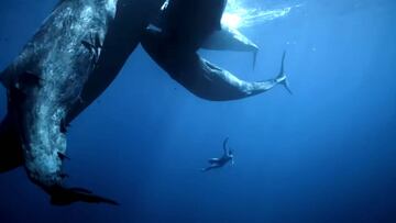 El buceador Guillaume Néry buceando a pulmón con ballenas gigantes en el mar.