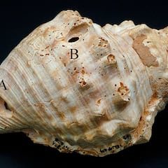 Hallan en España una serie de conchas que puede cambiar la historia de la música