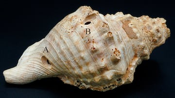 Hallan en España una serie de conchas que puede cambiar la historia de la música