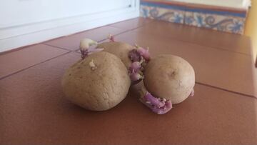 La razón “potencialmente tóxica” por la que no se deben freír patatas con brotes