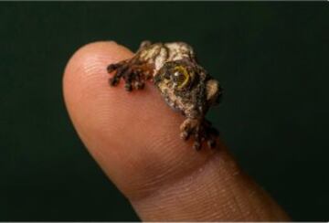 El Zoo de San Diego: "Para los amantes de reptiles: Un diminuto y musgoso gecko cola de hoja". 