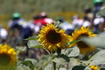 Vista del pelotón a su paso por un campo de girasoles.