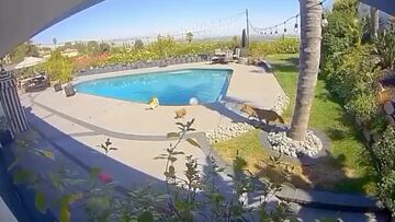 El terrible momento en que un coyote ataca y se lleva al perro del baterista de Motley Crue Tommy Lee