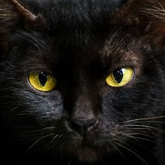 El motivo por el que las protectoras no entregan gatos negros en adopción en Halloween