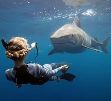 Dándole espacio personal a un tiburón tigre. Es importante nunca darse la vuelta y huir nadando de un tiburón que está mostrándose territorial. Debes darle su espacio, mantener contacto visual, con la mano preparada para redirigirle en caso de que siga acechando. 