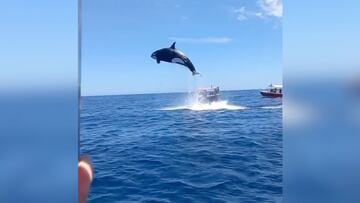 El impactante ataque de una orca a un delfín que captó un videoficionado