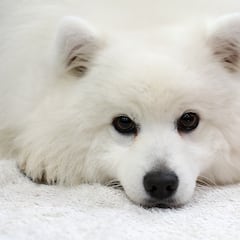 How to know if your dog is left-handed or right-handed and how it influences abilities and character