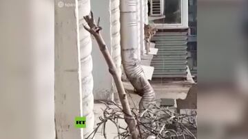 ¡Abrieron la ventana y había un felino afuera a pesar de la altura!