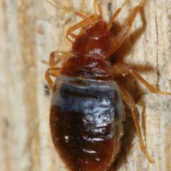 ¿Qué pasa en México con las chinches?: motivos y por qué se dan