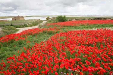 Los 10 campos de flores m¨¢s espectaculares del mundo