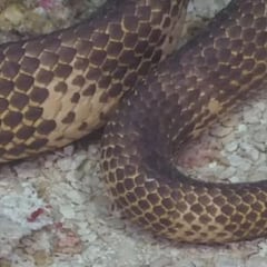 Reaparece una serpiente marina venenosa dada por extinta hace más de 20 años