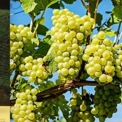 ¿Cómo es el vino más antiguo del mundo de 1.700 años? ¿Se puede beber?