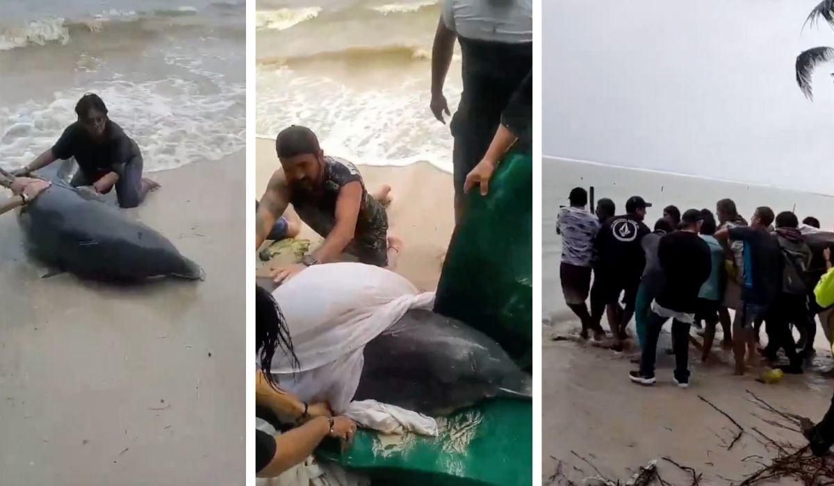 VIDEO: Así fue como habitantes de Quintana Roo rescataron a delfín varado en playa Mahahual, tras paso de Nadine