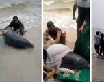 VIDEO: El glorioso rescate de un delfín varado en playa Mahahual, Quintana Roo