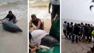 VIDEO: El glorioso rescate de un delfín varado en playa Mahahual, Quintana Roo
