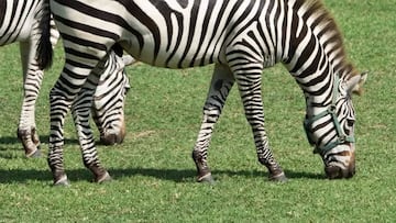 While the question of why zebras have black and white stripes is still up for debate, there are studies claiming that they are a form of insect repellent.