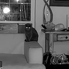 Revisa la cámara instalada en su salón durante un viaje y alucina con la visita inesperada a su gato