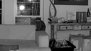Revisa la cámara instalada en su salón durante un viaje y alucina con la visita inesperada a su gato