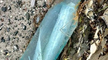 Encuentran una botella con un mensaje y sale a la luz 13 años después: “Las últimas 48 horas han sido una locura”